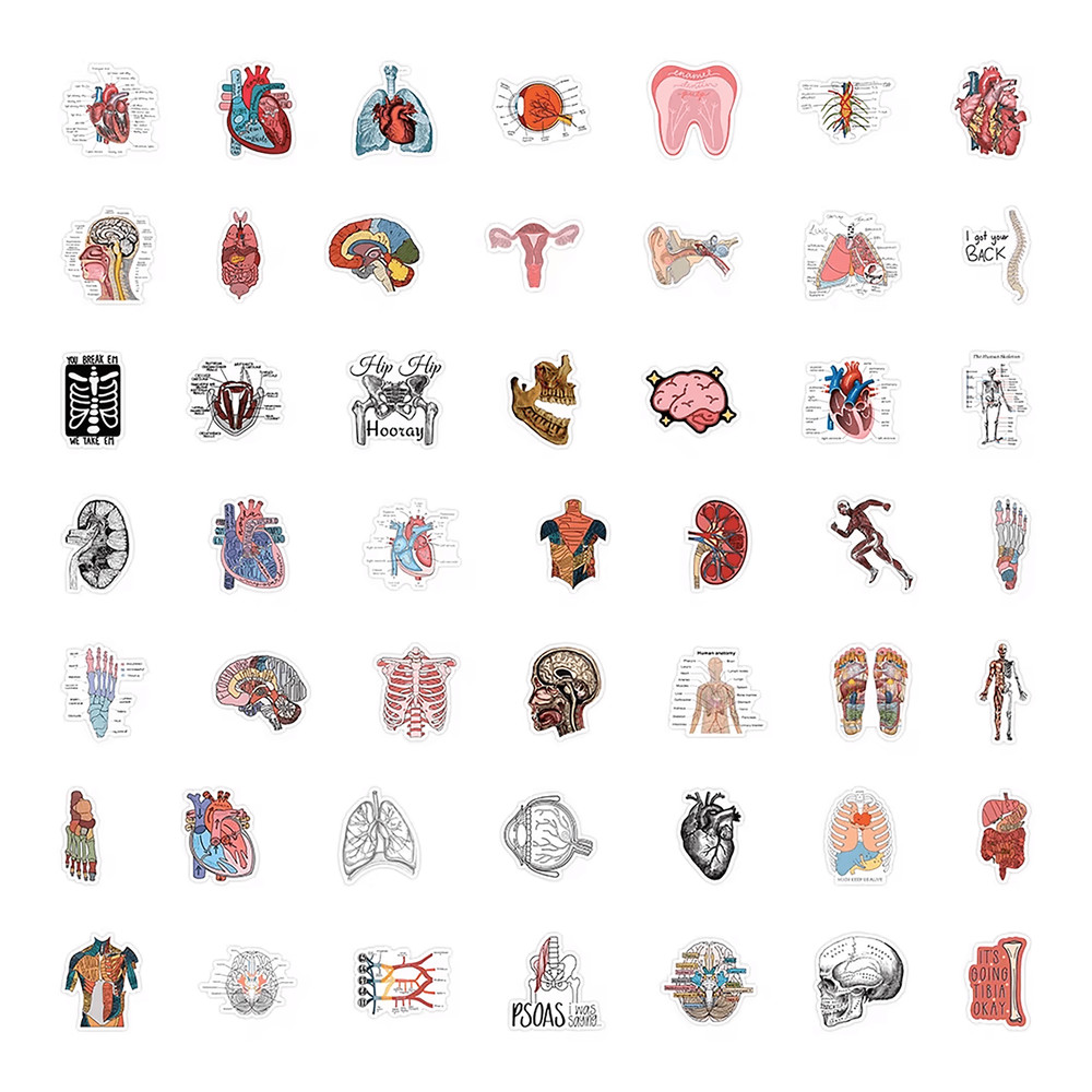 50 PCS Science Anatomy Sticker Pack Medical Anatomy Stickers Human Body Stickers Biology Stickers S