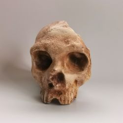 homo neanderthal from gibraltar 1 skull replica, full-size 3d printed hominid skull, museum quality