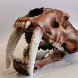 sabertooth tiger anatomical skull replica, full-size 3d printed skull decoration, realistic animal skull