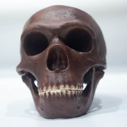 homo neanderthal skull la chapelle-aux-saints reconstruction, the old man of la chapelle, fossil collection, realistic h