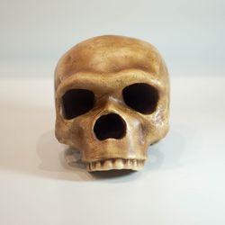homo neanderthal steinheim man skull replica, prehistoric fossil collection, realistic hominid skull, museum quality