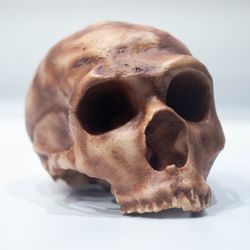 homo neanderthal la ferrasie 1 skull replica, prehistoric fossil collection, realistic hominid skull, museum quality