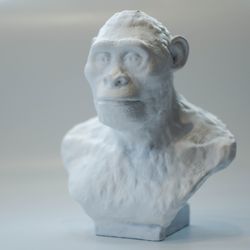 australopithecus africanus bust, 3d printed australopithecus afar sculptural reconstruction, museum quality