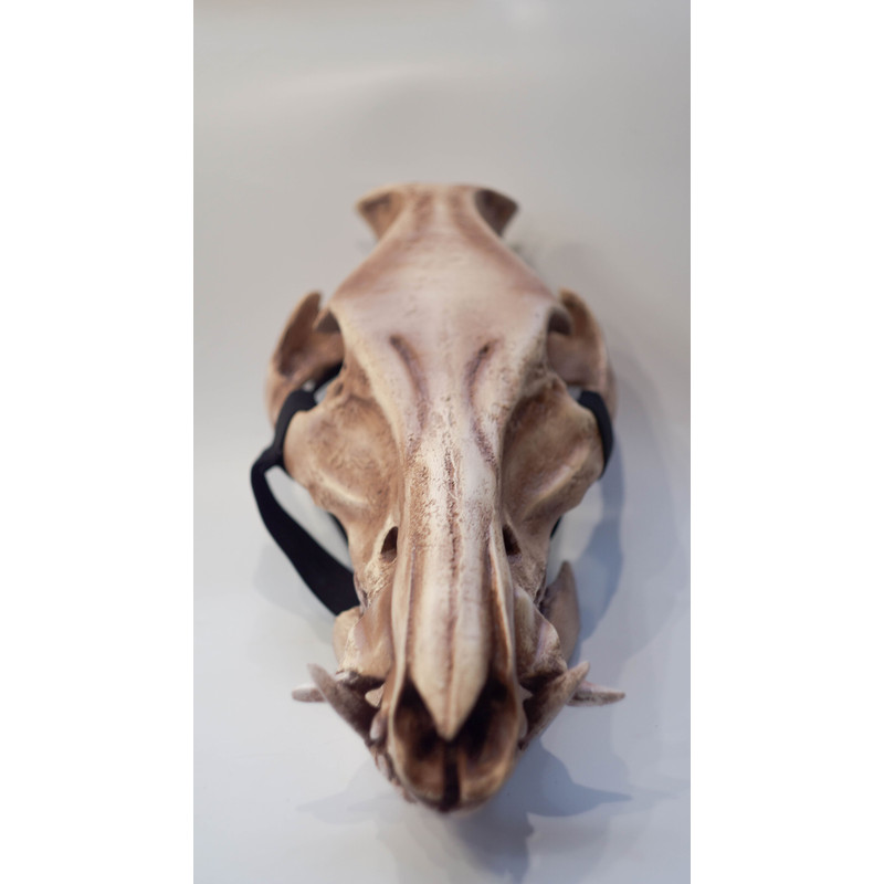 BOAR SKULL MASK PIG SKULL MASK 2