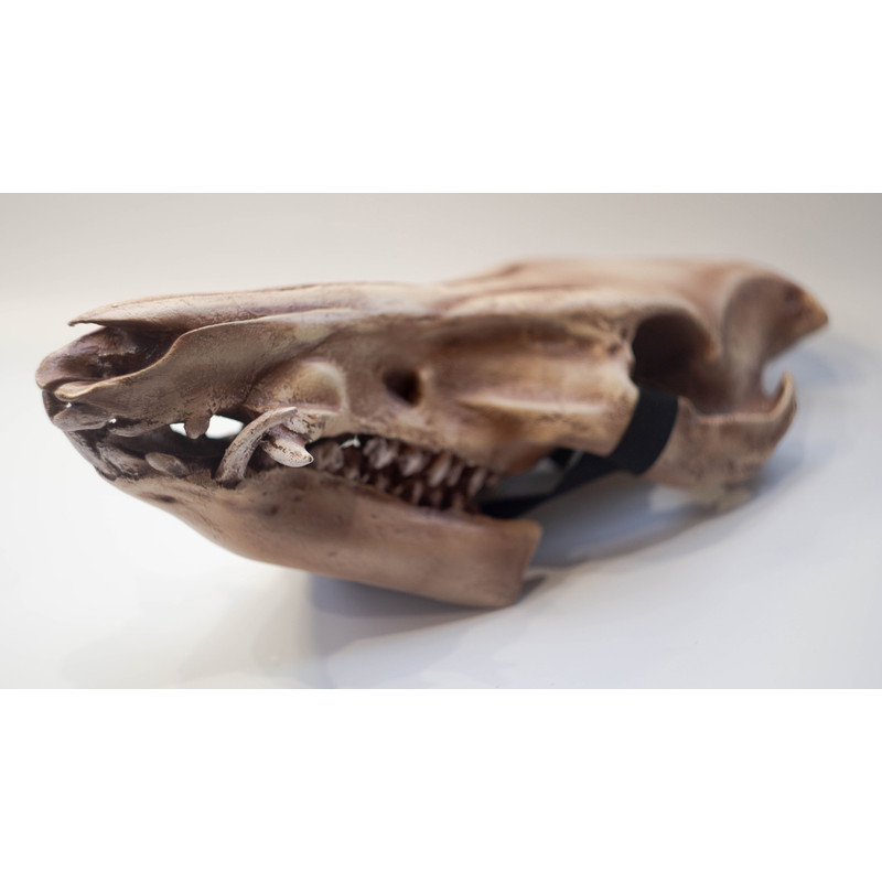 BOAR SKULL MASK PIG SKULL MASK 3