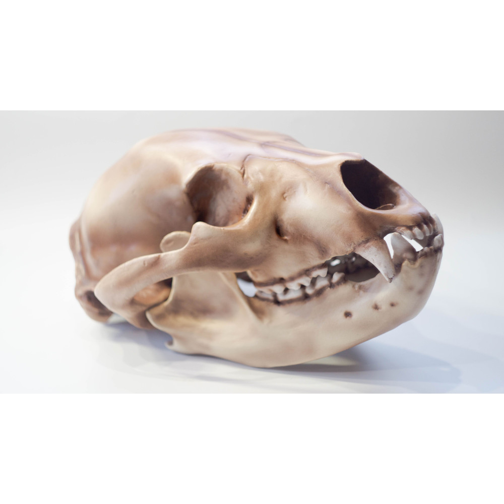 Bear Anatomical Skull Replica Black Bear Skull Skull Decoration For Halloween Oddities Faux Taxider 0