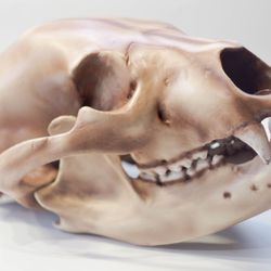 bear anatomical skull replica, black bear skull, skull decoration for halloween, oddities faux taxidermy
