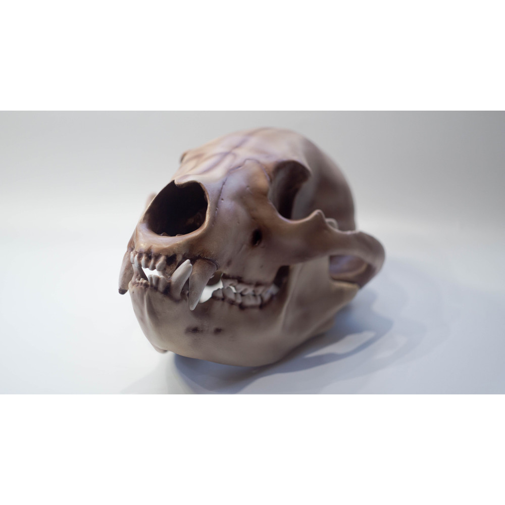 Bear Anatomical Skull Replica Black Bear Skull Skull Decoration For Halloween Oddities Faux Taxider 1