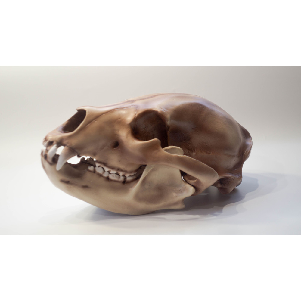 Bear Anatomical Skull Replica Black Bear Skull Skull Decoration For Halloween Oddities Faux Taxider 2
