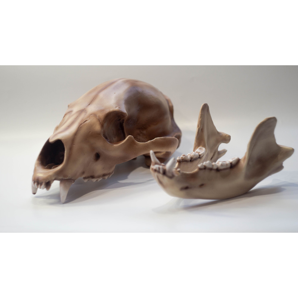 Bear Anatomical Skull Replica Black Bear Skull Skull Decoration For Halloween Oddities Faux Taxider 3