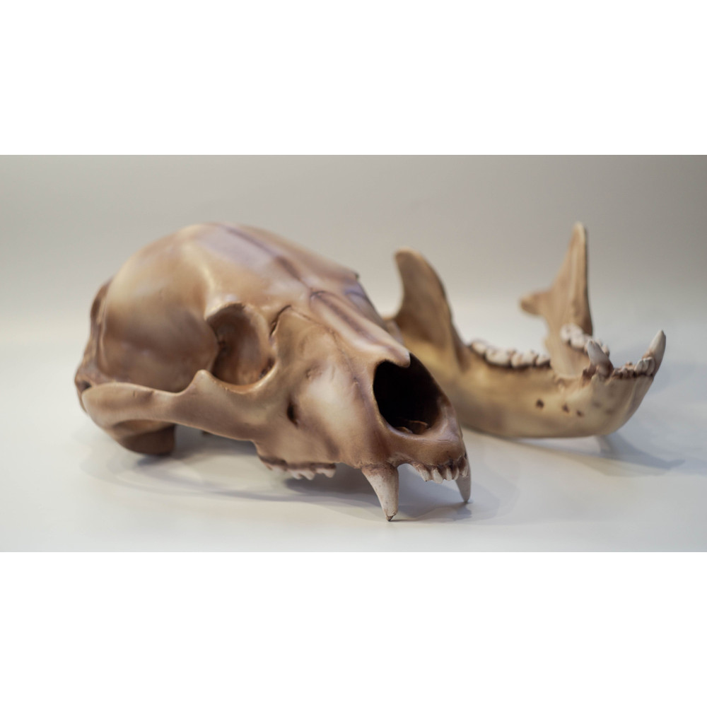 Bear Anatomical Skull Replica Black Bear Skull Skull Decoration For Halloween Oddities Faux Taxider 4