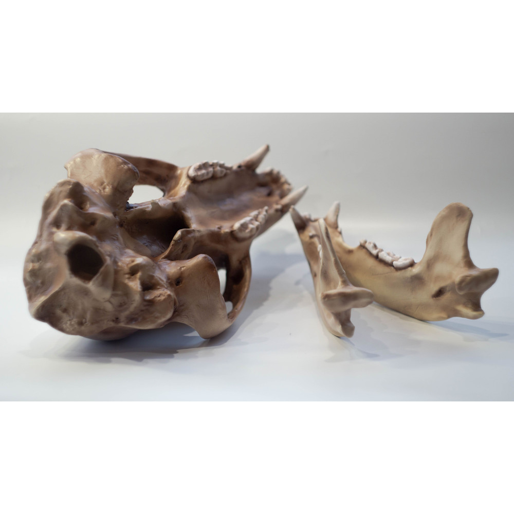 Bear Anatomical Skull Replica Black Bear Skull Skull Decoration For Halloween Oddities Faux Taxider 5