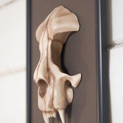 wall-mounted sculpture with cat skull, framed skull, wall sculpture, frame art, faux cat sku