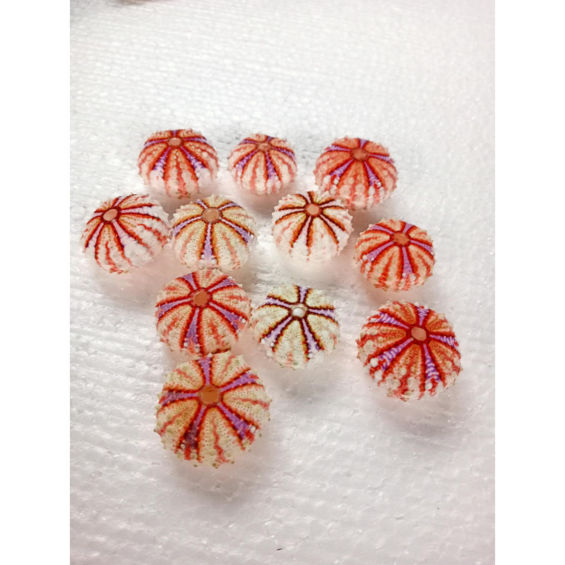 Sea Urchin Real Colorsize 2934 Mm11 PCs Sea Urchin 1