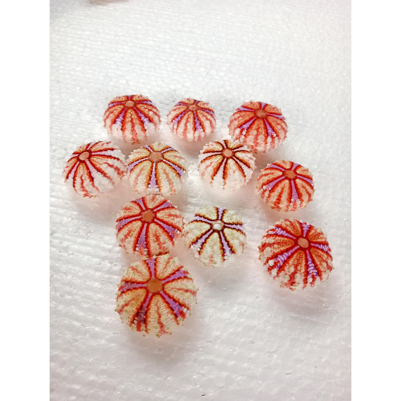 Sea Urchin Real Colorsize 2934 Mm11 PCs Sea Urchin 2