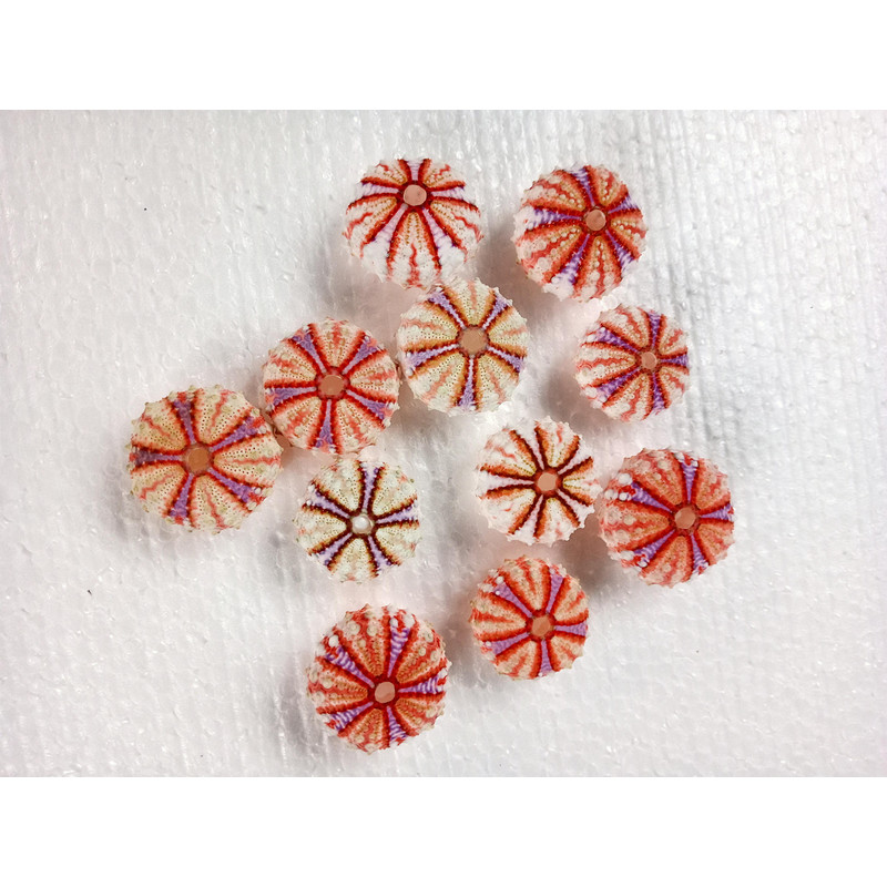 Sea Urchin Real Colorsize 2934 Mm11 PCs Sea Urchin 3