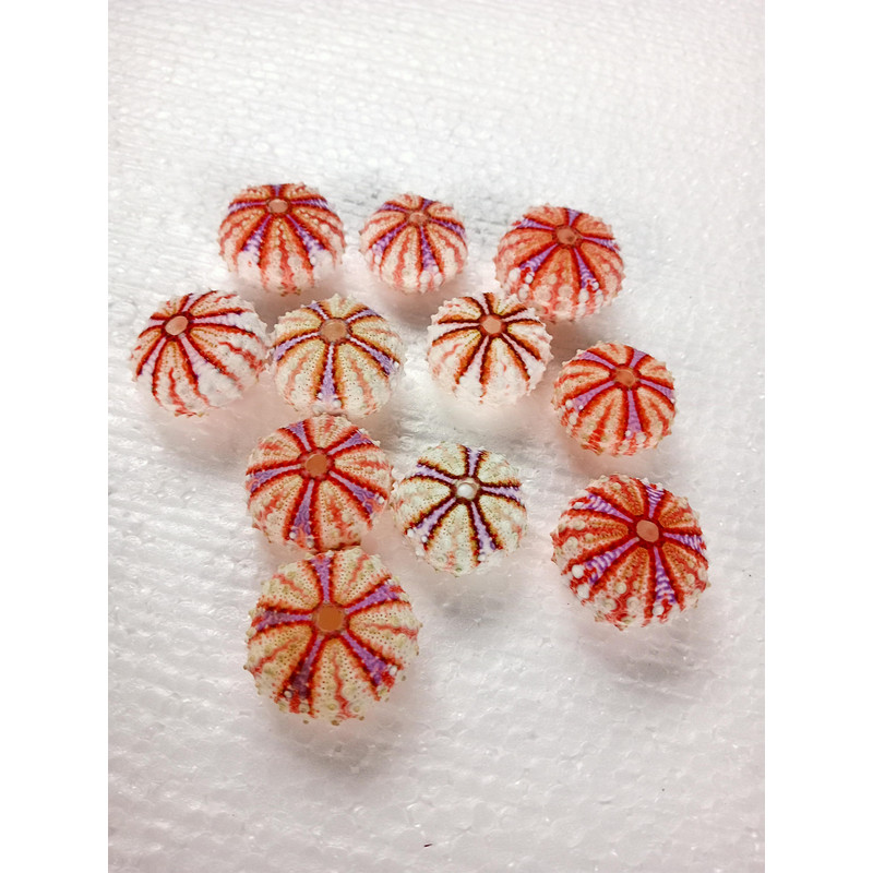 Sea Urchin Real Colorsize 2934 Mm11 PCs Sea Urchin 5