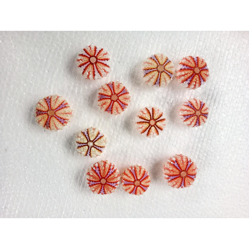 Sea Urchin Real Colorsize 2934 Mm11 PCs Sea Urchin 6