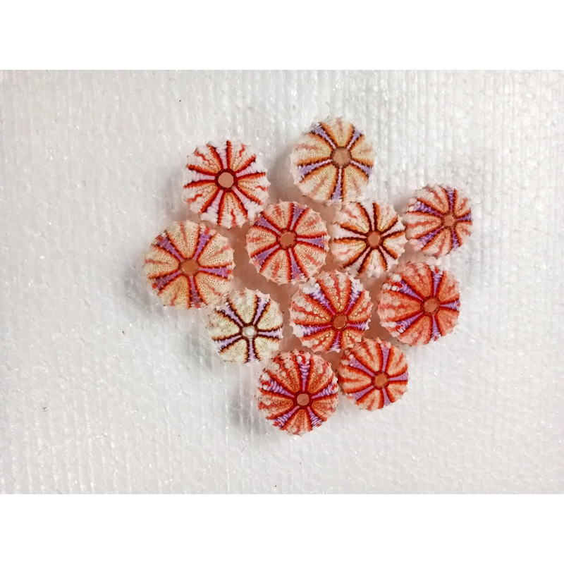 Sea Urchin Real Colorsize 2934 Mm11 PCs Sea Urchin 9