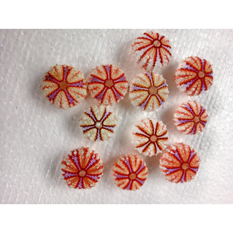 Sea Urchin Real Colorsize 2934 Mm11 PCs Sea Urchin 10