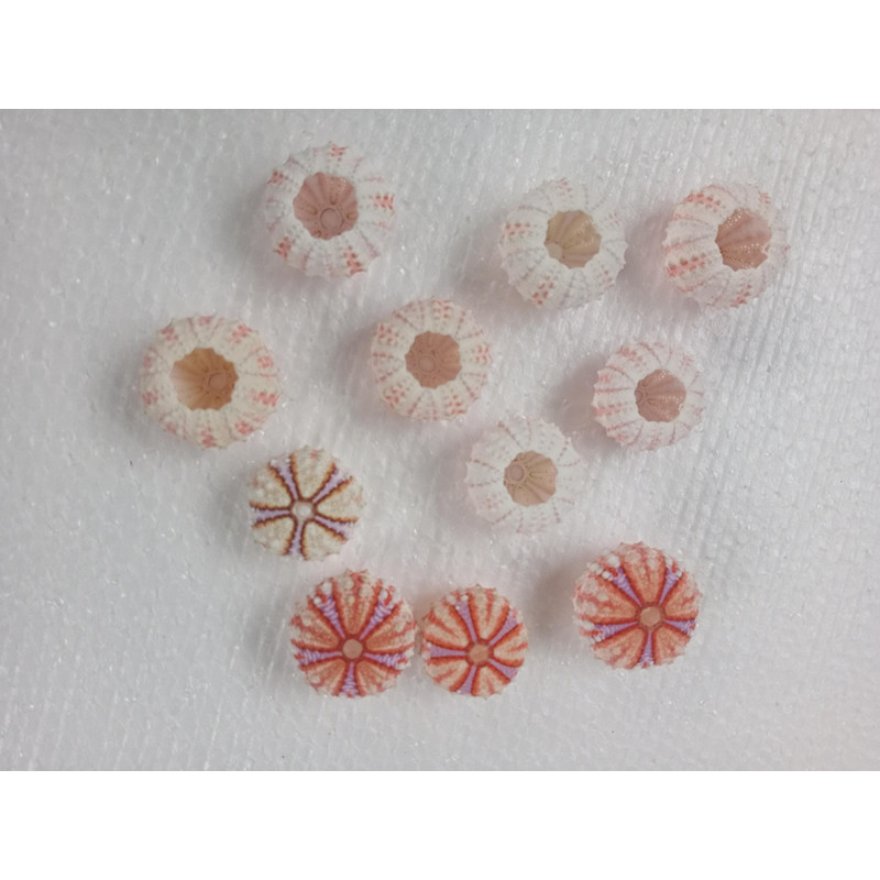 Sea Urchin Real Colorsize 2934 Mm11 PCs Sea Urchin 11