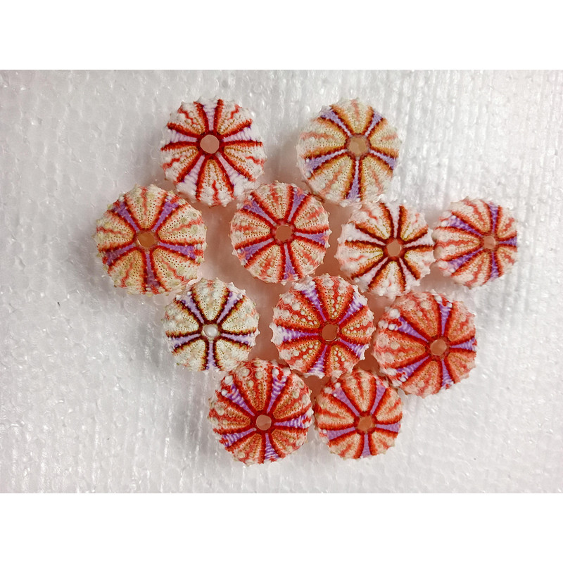 Sea Urchin Real Colorsize 2934 Mm11 PCs Sea Urchin 12