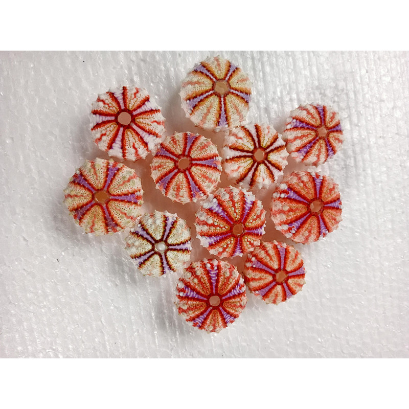 Sea Urchin Real Colorsize 2934 Mm11 PCs Sea Urchin 13