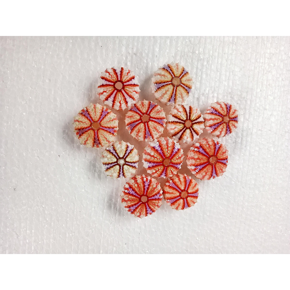 Sea Urchin Real Colorsize 2934 Mm11 PCs Sea Urchin 7