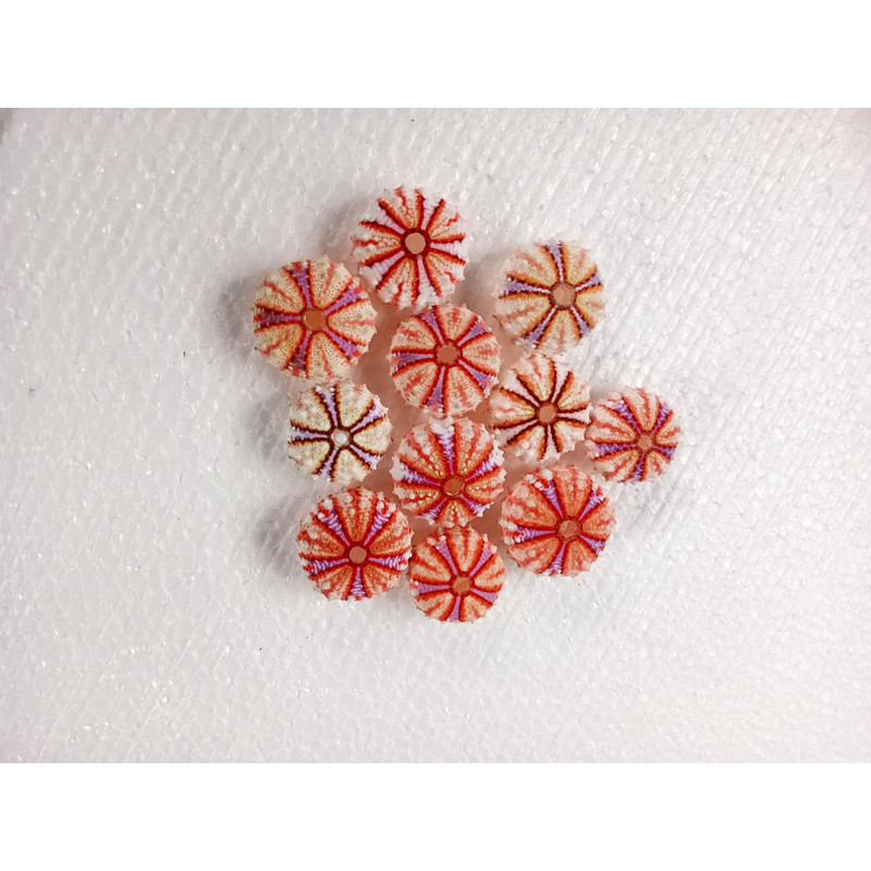 Sea Urchin Real Colorsize 2934 Mm11 PCs Sea Urchin 8