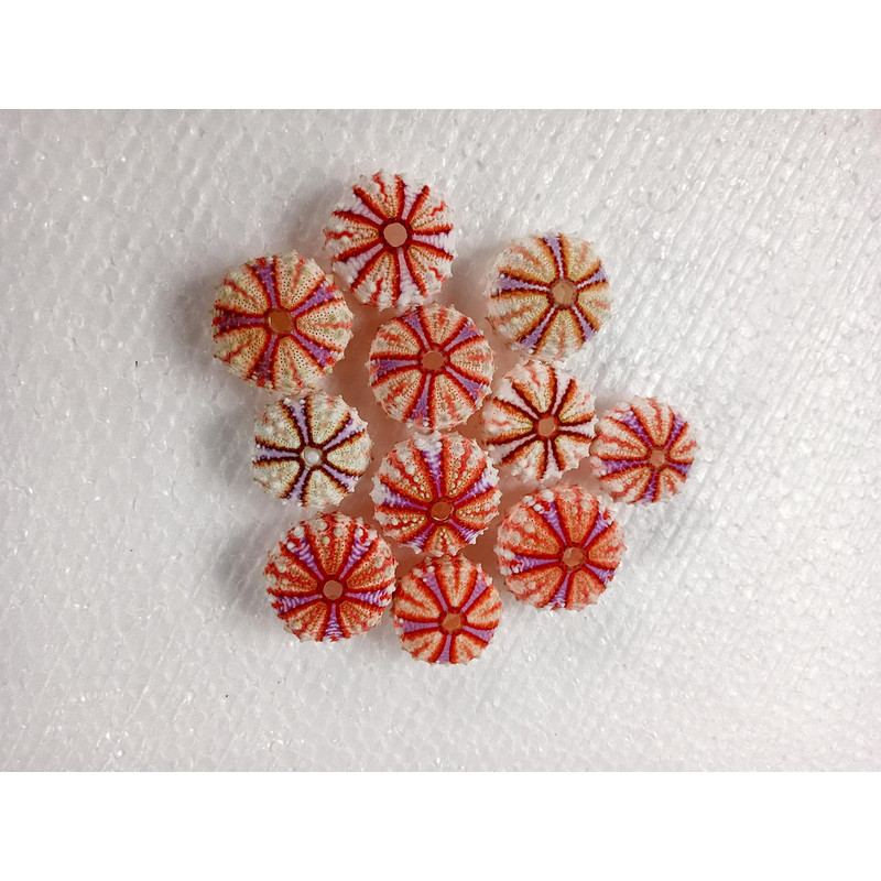 Sea Urchin Real Colorsize 2934 Mm11 PCs Sea Urchin 14