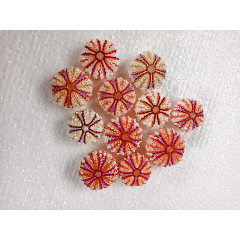 Sea Urchin Real Colorsize 2934 Mm11 PCs Sea Urchin 15