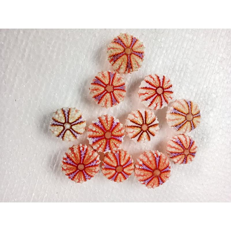 Sea Urchin Real Colorsize 2934 Mm11 PCs Sea Urchin 16