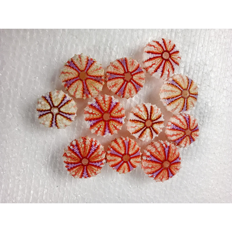 Sea Urchin Real Colorsize 2934 Mm11 PCs Sea Urchin 17