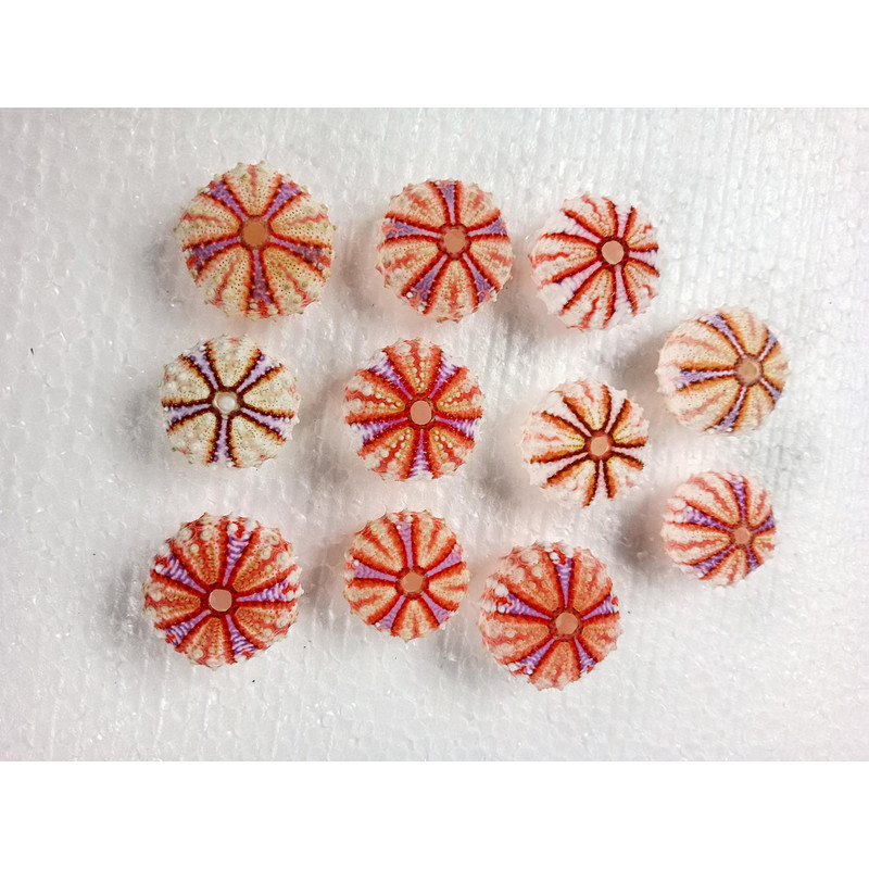 Sea Urchin Real Colorsize 2934 Mm11 PCs Sea Urchin 18