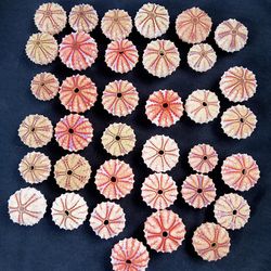 craft supply..sea urchin house...size 25-35 mm...27 pcs deep sea urchin