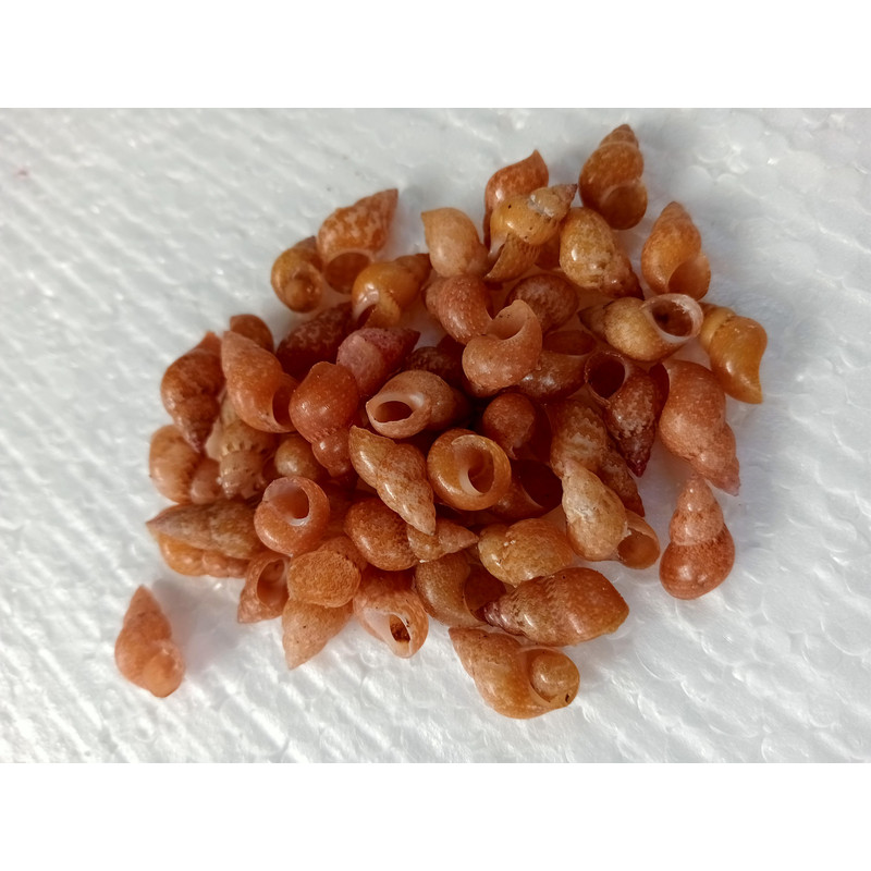 Craft Shells100 PCs For Crafting Shellmangrove Snail Shell 0