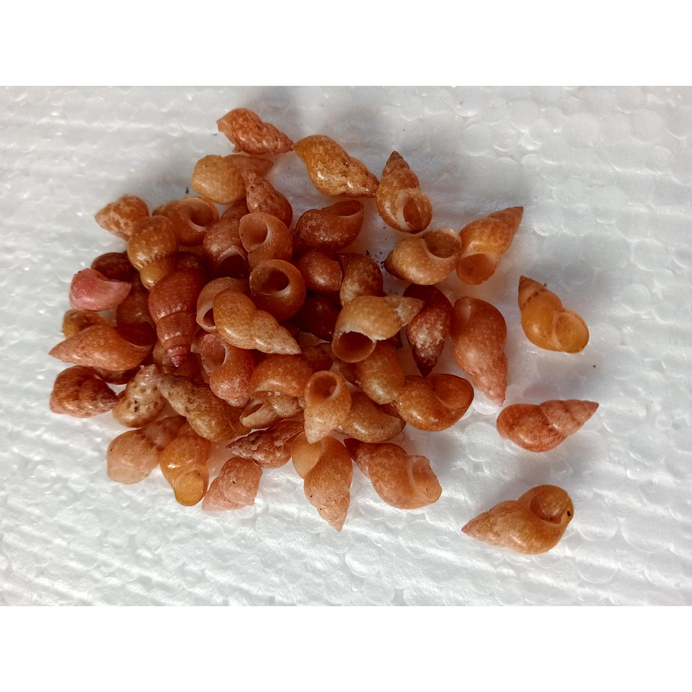 Craft Shells100 PCs For Crafting Shellmangrove Snail Shell 1