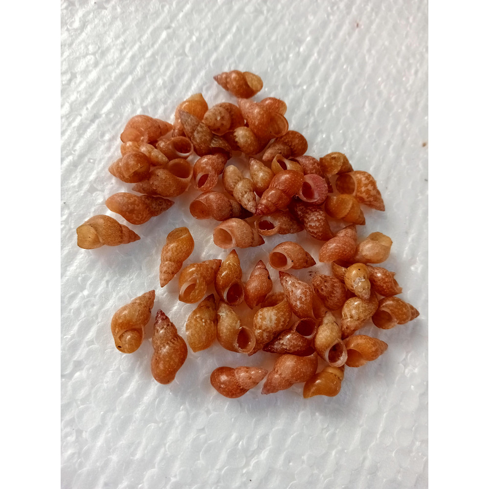 Craft Shells100 PCs For Crafting Shellmangrove Snail Shell 2