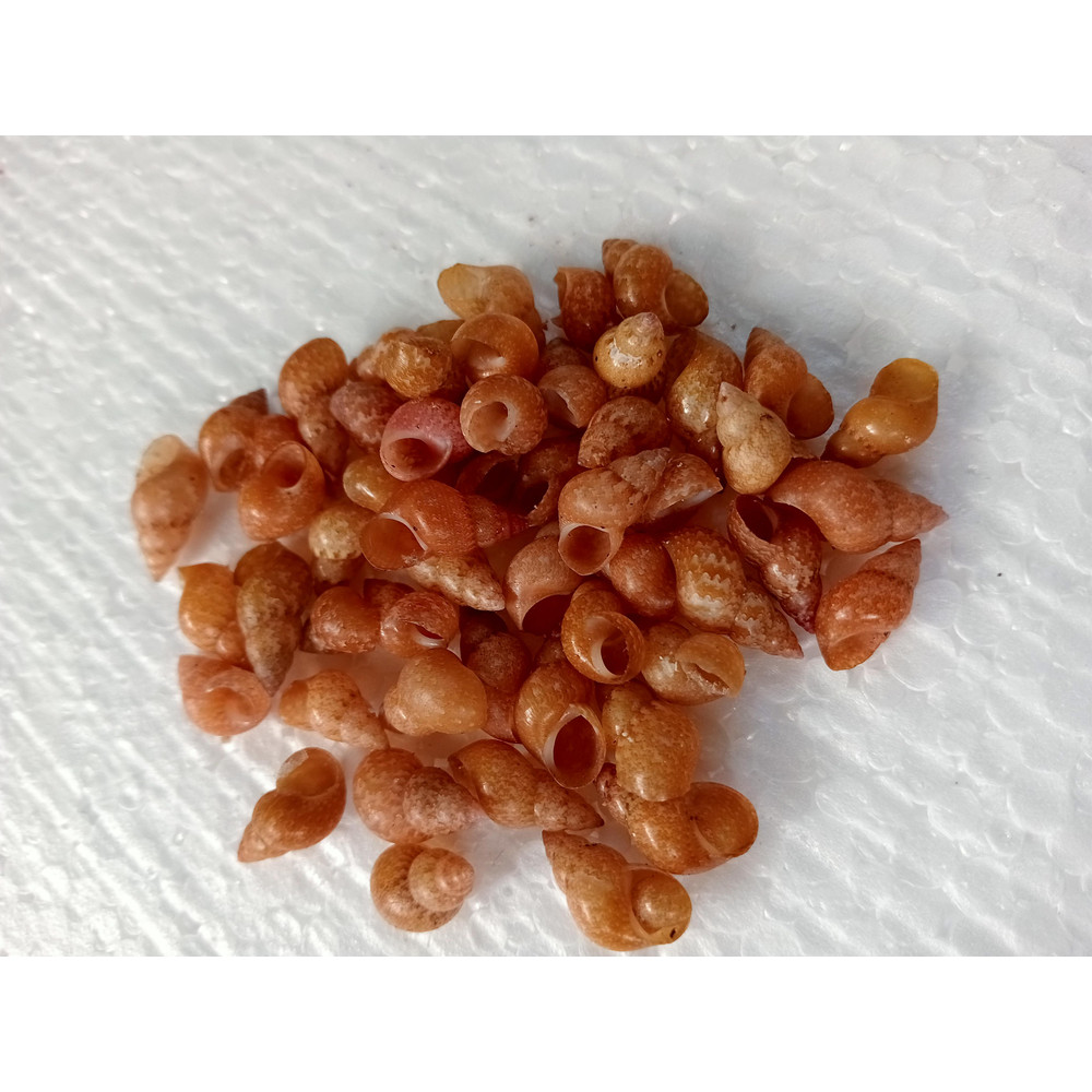 Craft Shells100 PCs For Crafting Shellmangrove Snail Shell 3