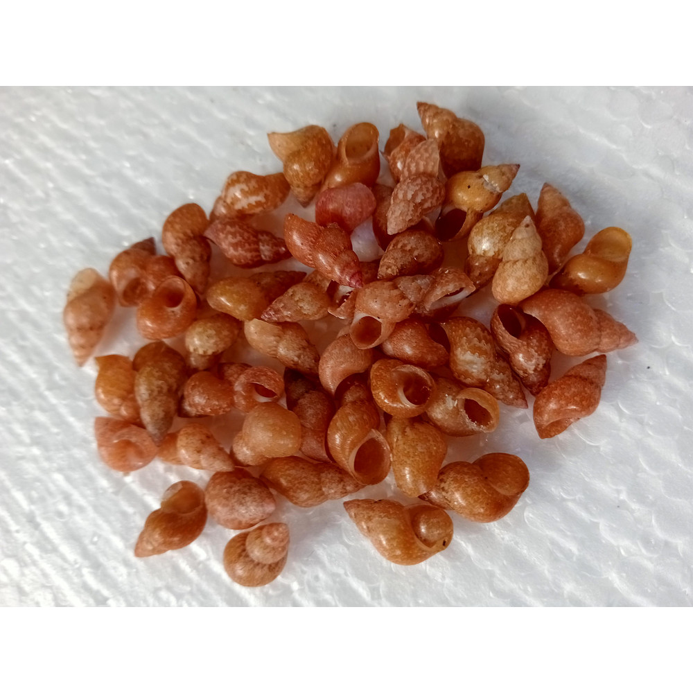 Craft Shells100 PCs For Crafting Shellmangrove Snail Shell 4