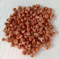 craft supply...100 pcs trochus orange shells..smaller size..good for crafting