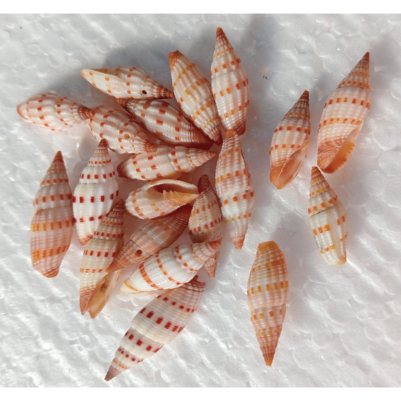 Craft Supplymetra Shells20 PCs Shells 0