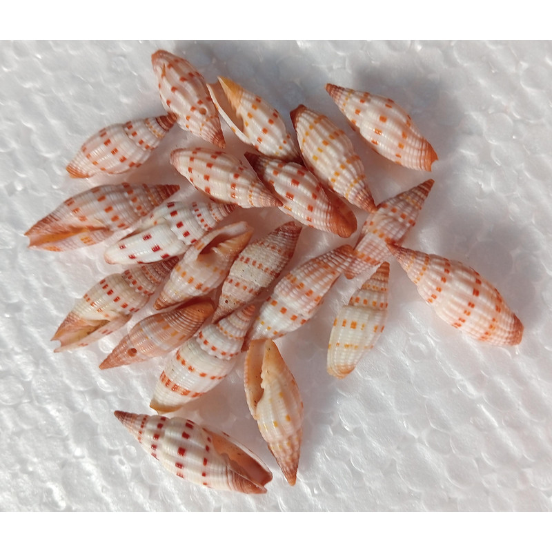 Craft Supplymetra Shells20 PCs Shells 1