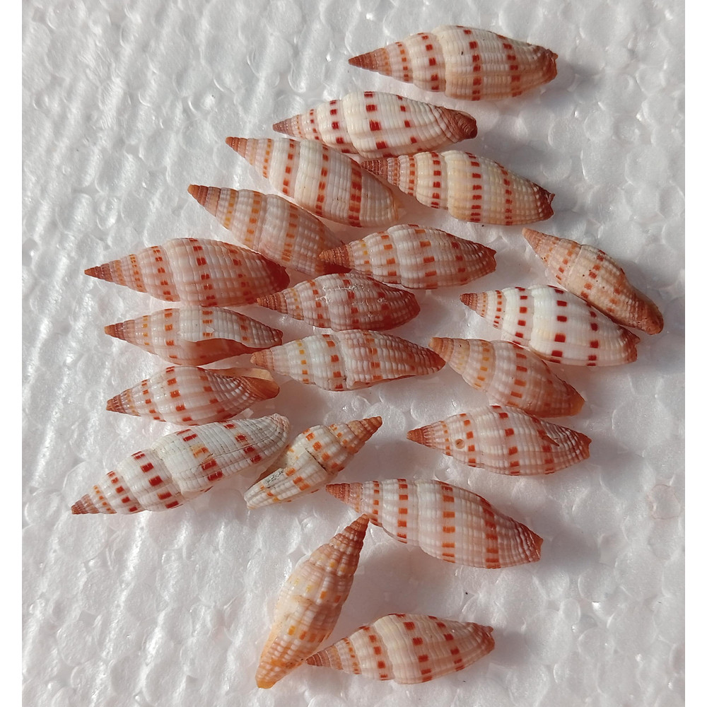 Craft Supplymetra Shells20 PCs Shells 2