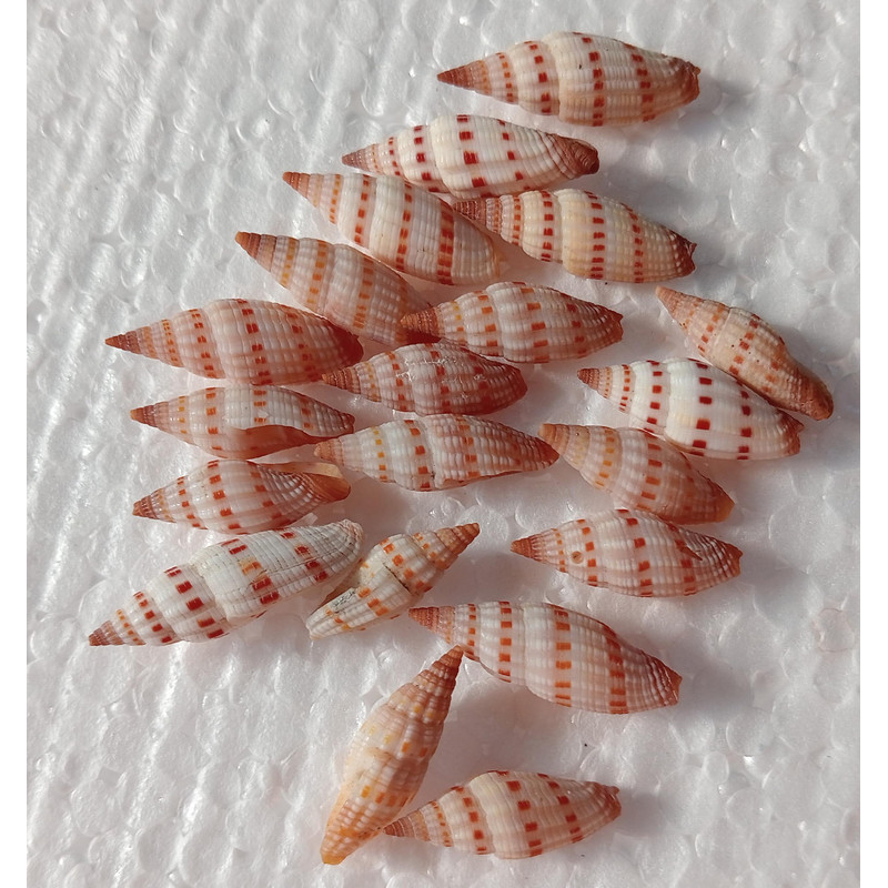 Craft Supplymetra Shells20 PCs Shells 2