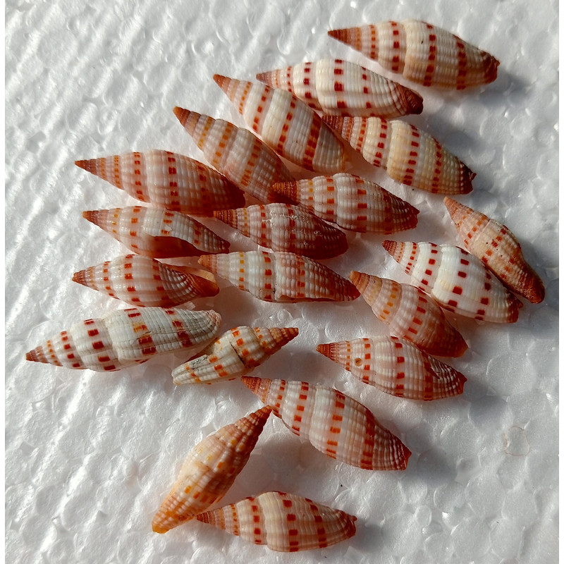 Craft Supplymetra Shells20 PCs Shells 3