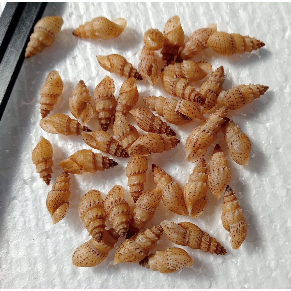 Craft Supply40 PCs Mangrove Sea Snail Shellvery Nice 0