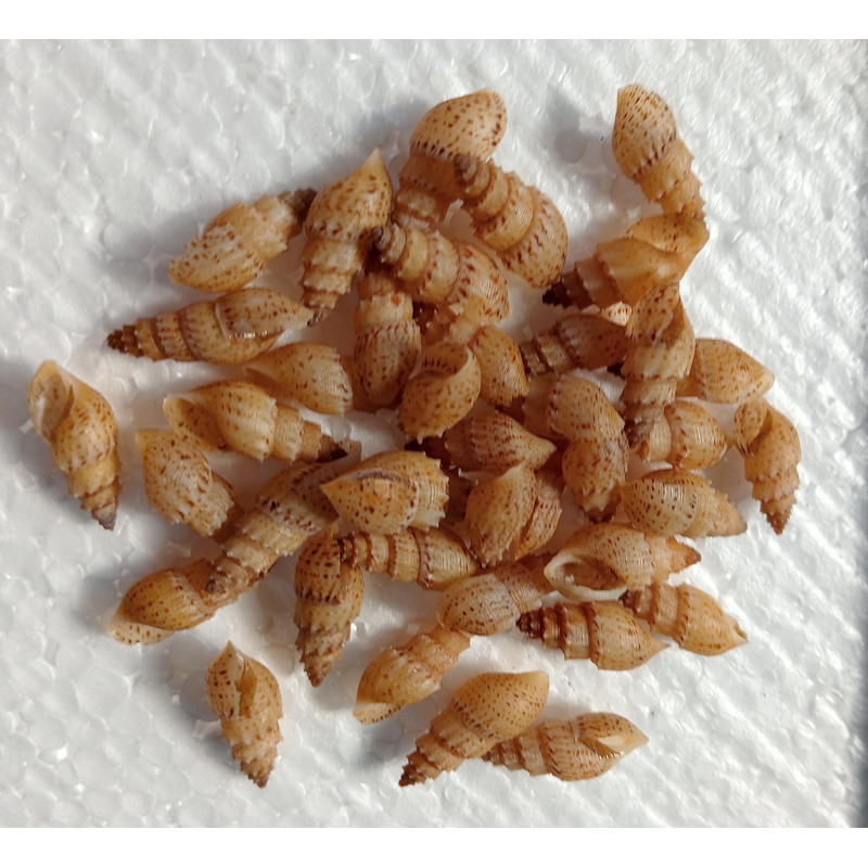 Craft Supply40 PCs Mangrove Sea Snail Shellvery Nice 1