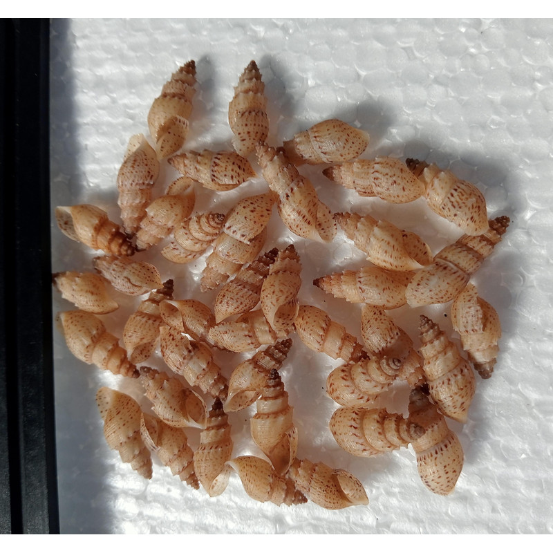 Craft Supply40 PCs Mangrove Sea Snail Shellvery Nice 2