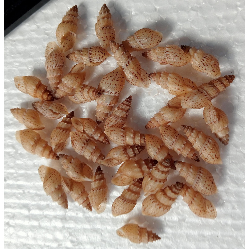 Craft Supply40 PCs Mangrove Sea Snail Shellvery Nice 3